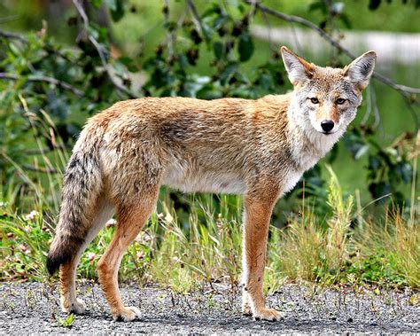 how do you spell coyotes animals